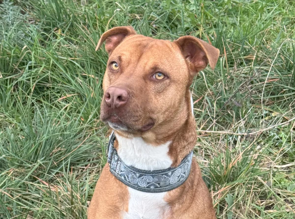 Rock, Mixed Breed (Protectora d)