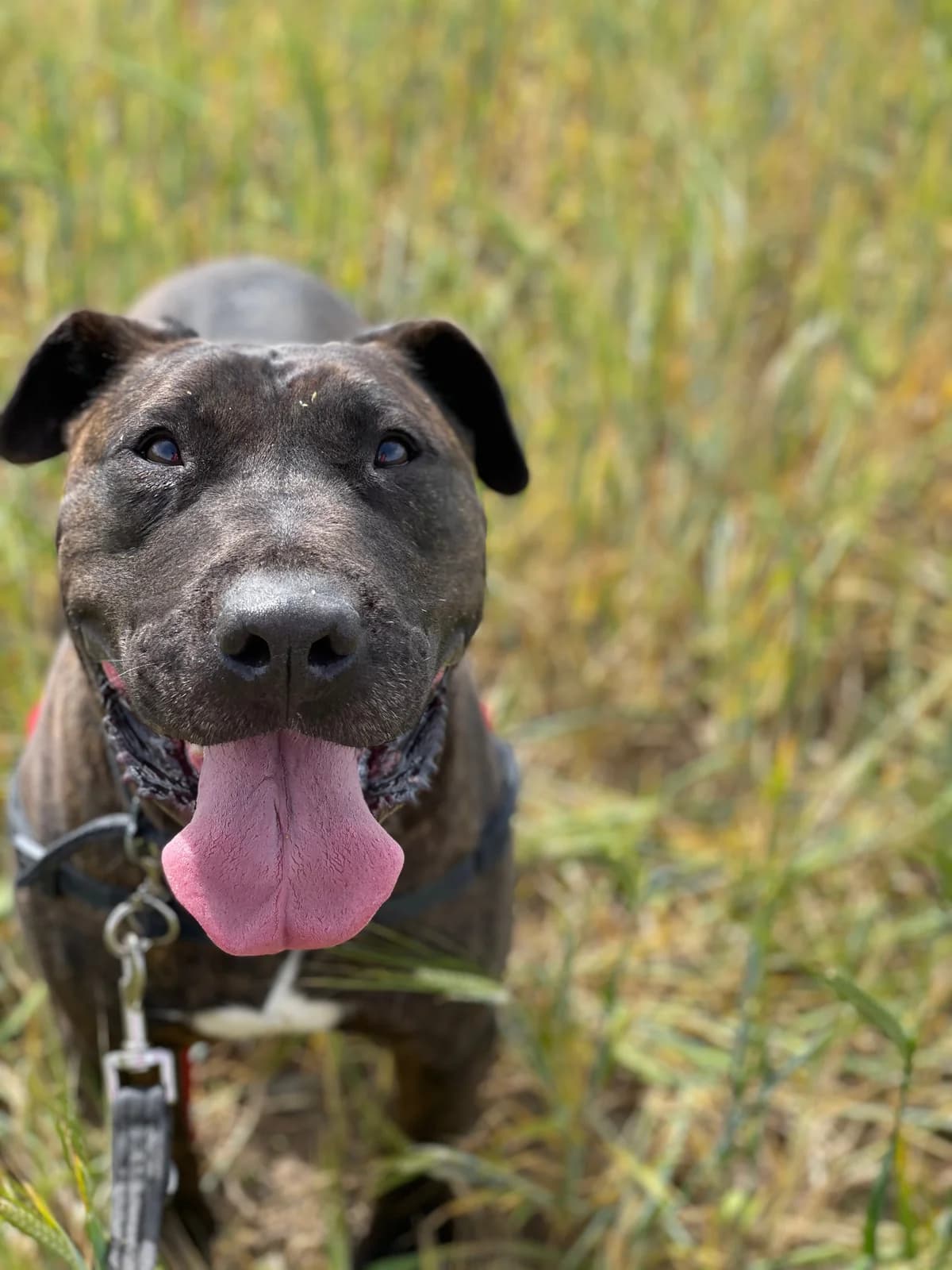 Gordo, Mixed Breed (Protectora d)