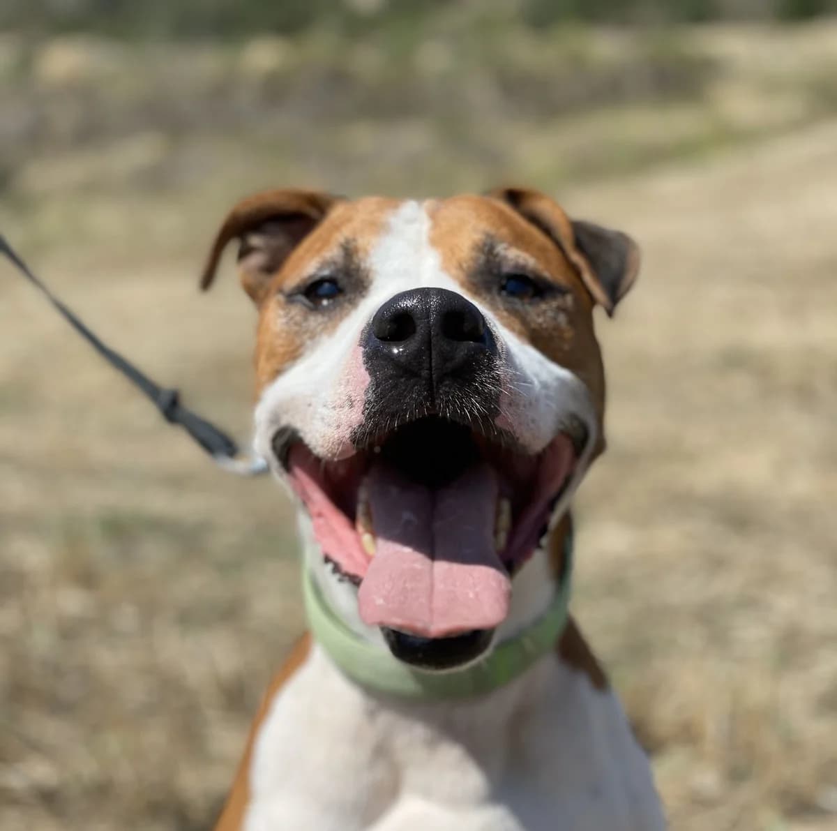 Simba 3, Mixed Breed (Protectora d)