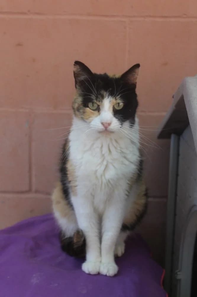 UMI, Mixed Breed (Protectora d)