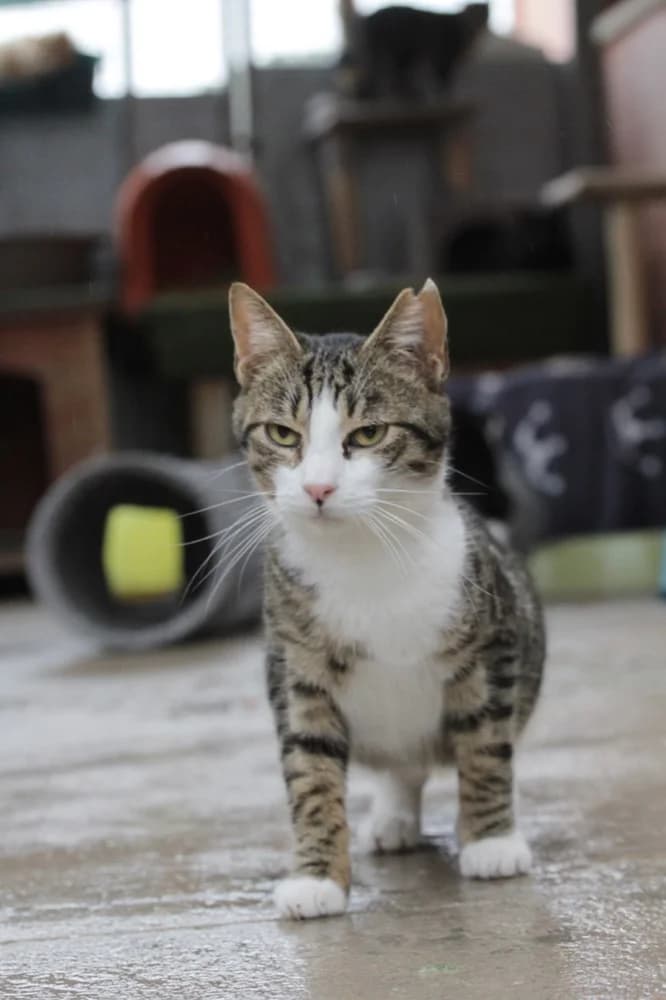 Aniol, Mixed Breed (Protectora d)