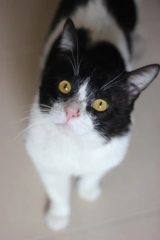 Caliu, Mixed Breed (Protectora d)