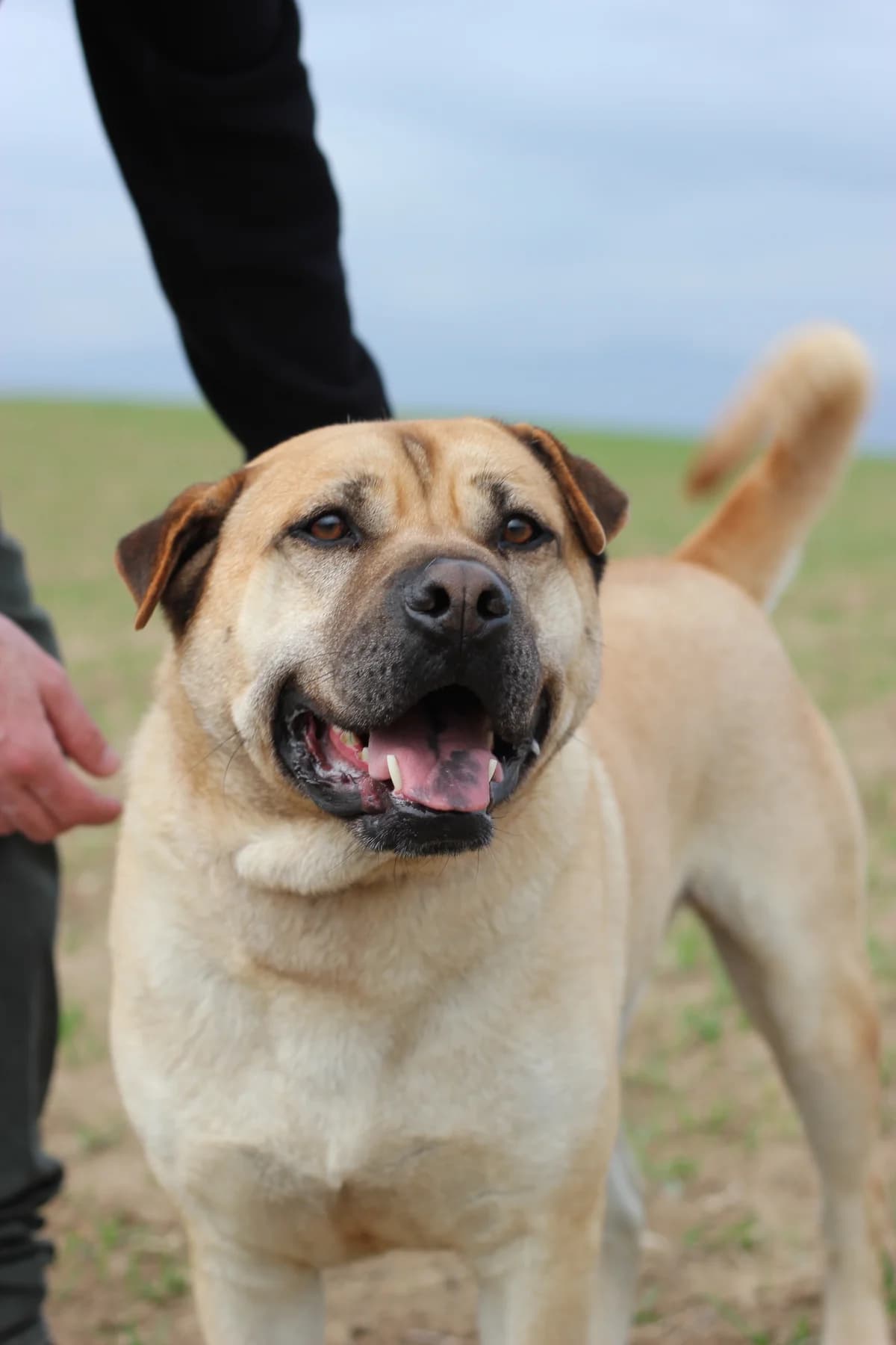 Notorius, Mixed Breed (Protectora d)