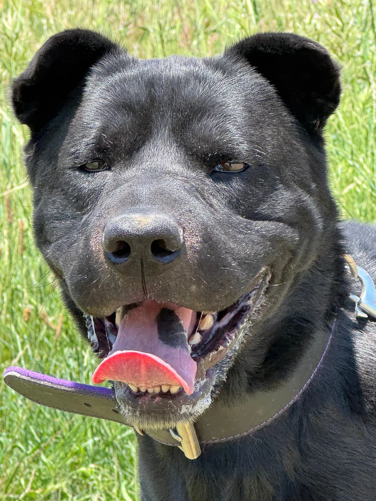 Lucky, Mixed Breed (Protectora d)