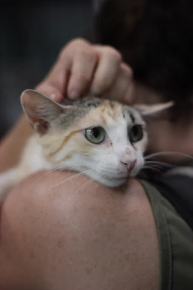 Tamber, Mixed Breed (Protectora d)