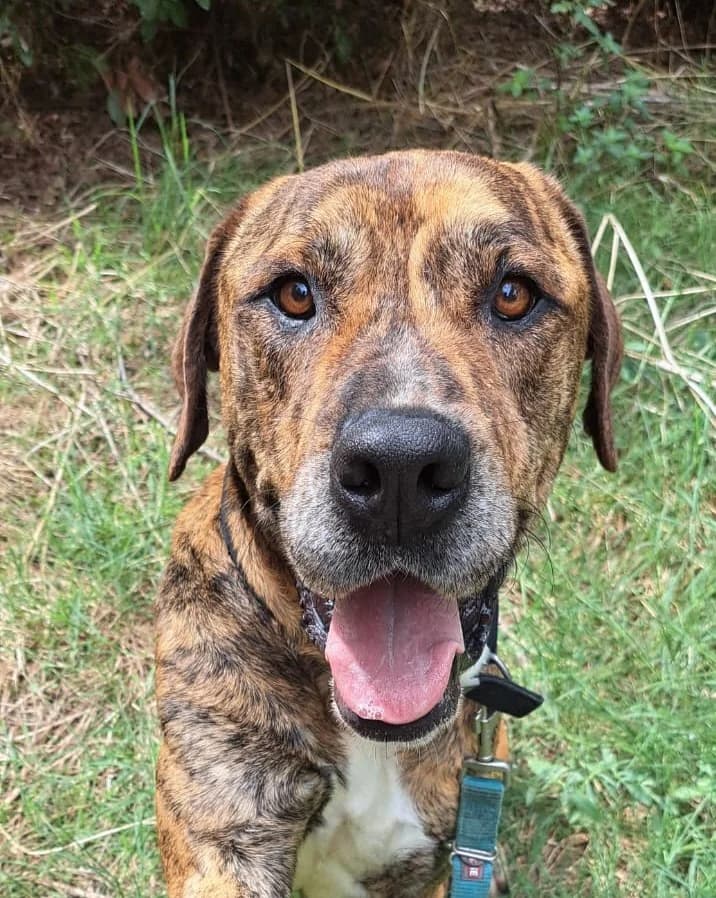 Drako, Mixed Breed (Protectora d)