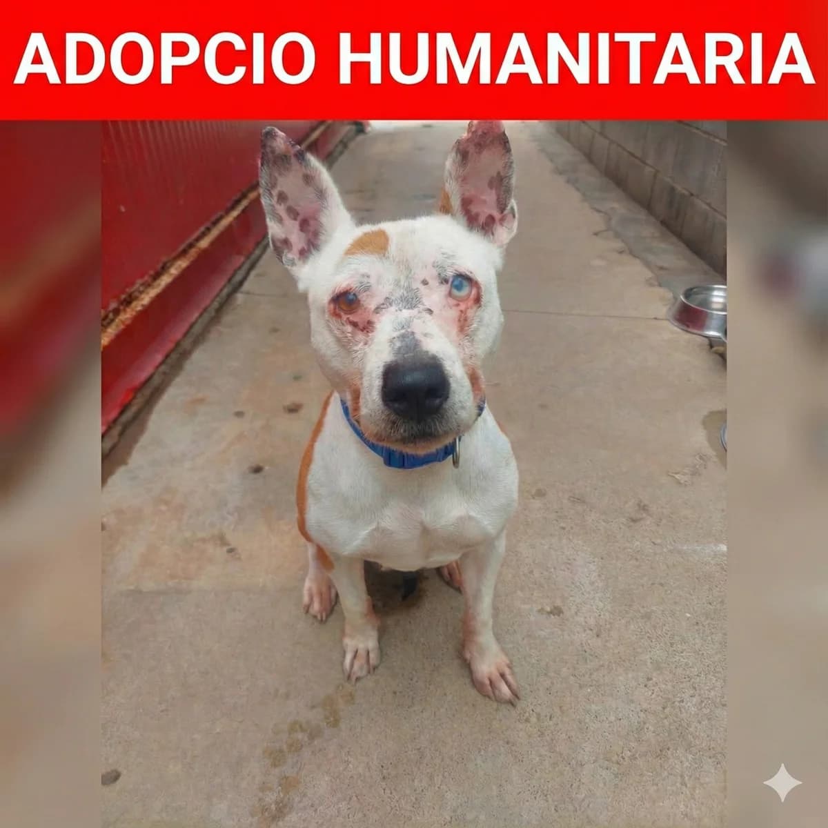 Channel, Mixed Breed (Protectora d)