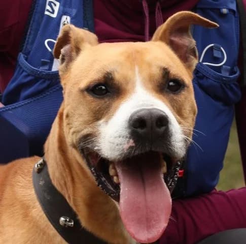 Coco, Mixed Breed (Protectora d)