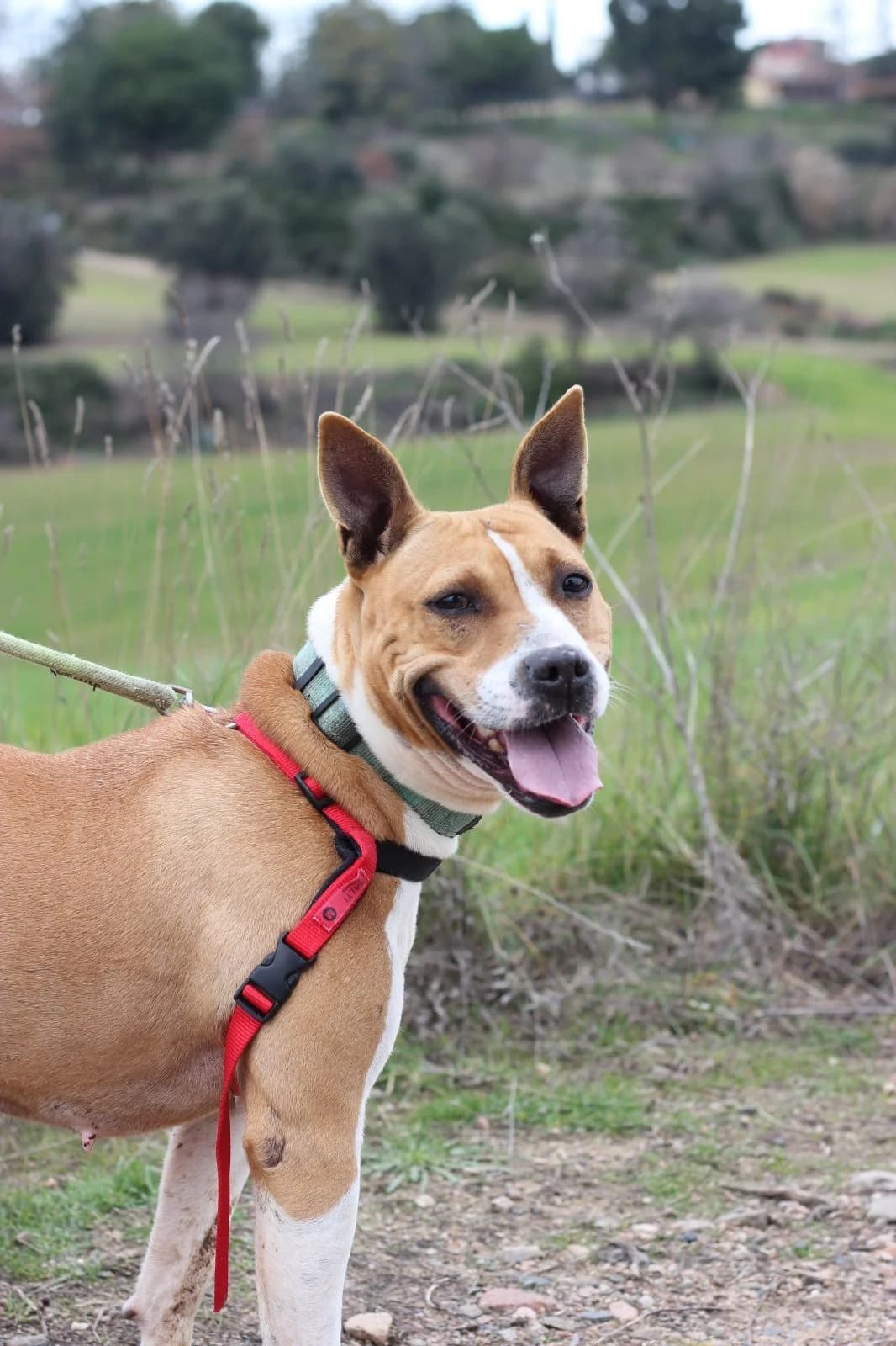 Leticia, Mixed Breed (Protectora d)