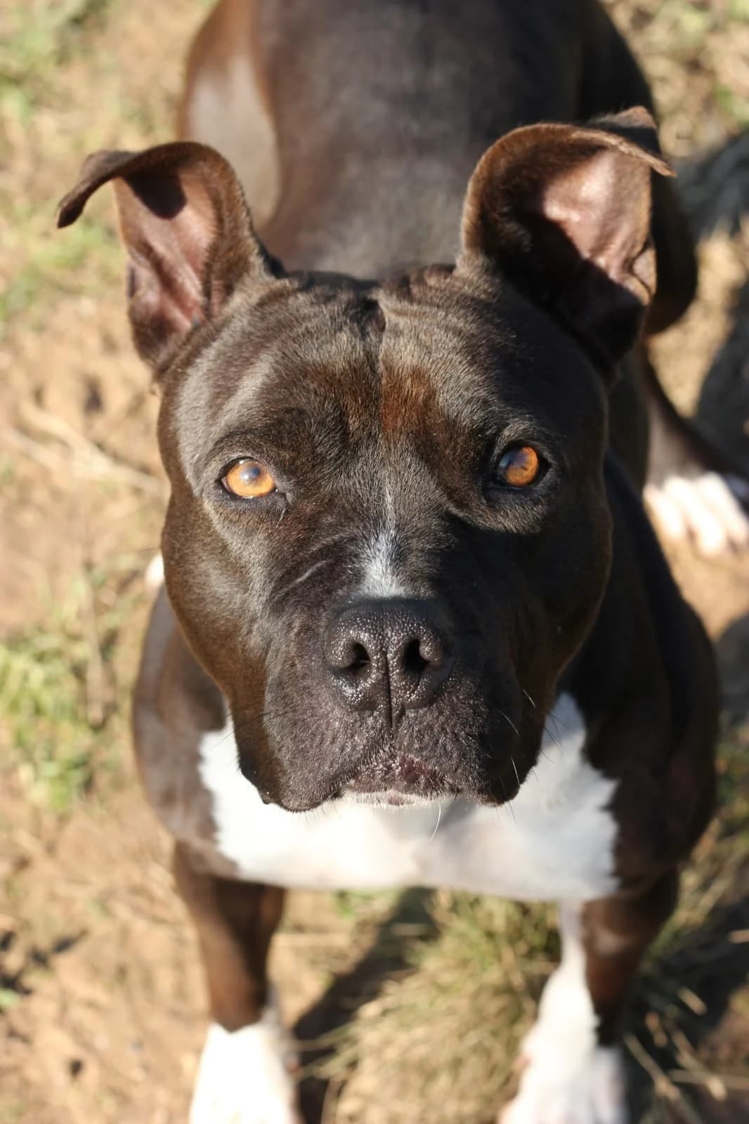Neus, Mixed Breed (Protectora d)