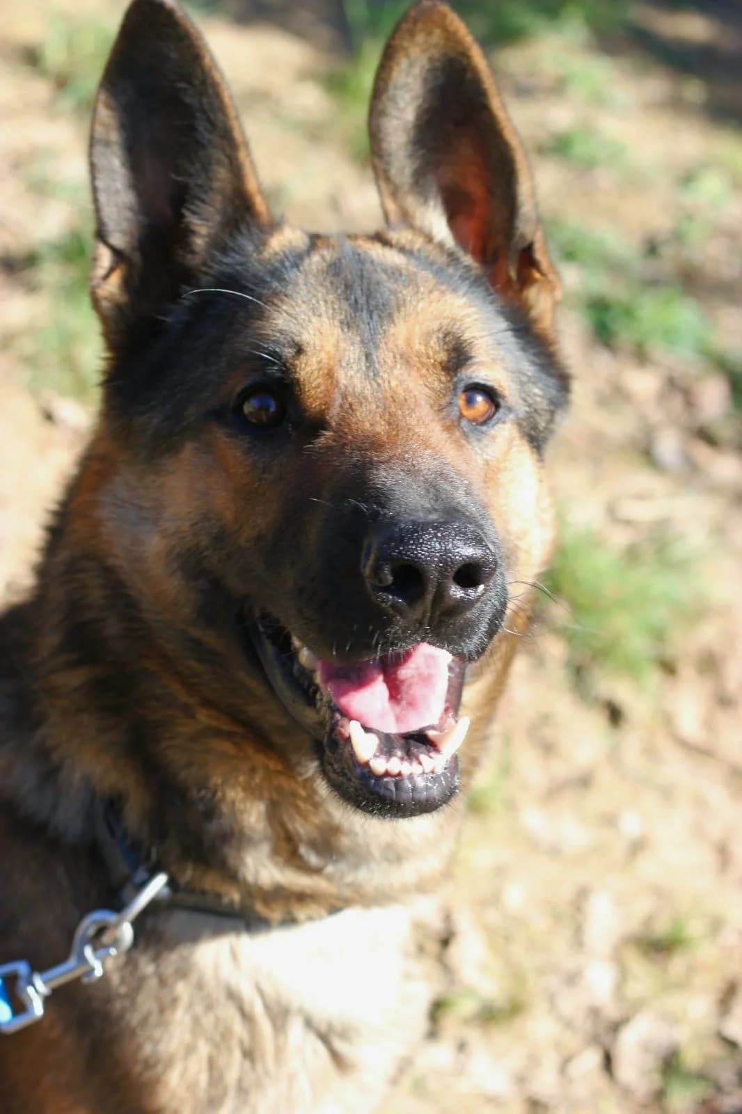 Tajin, Mixed Breed (Protectora d)