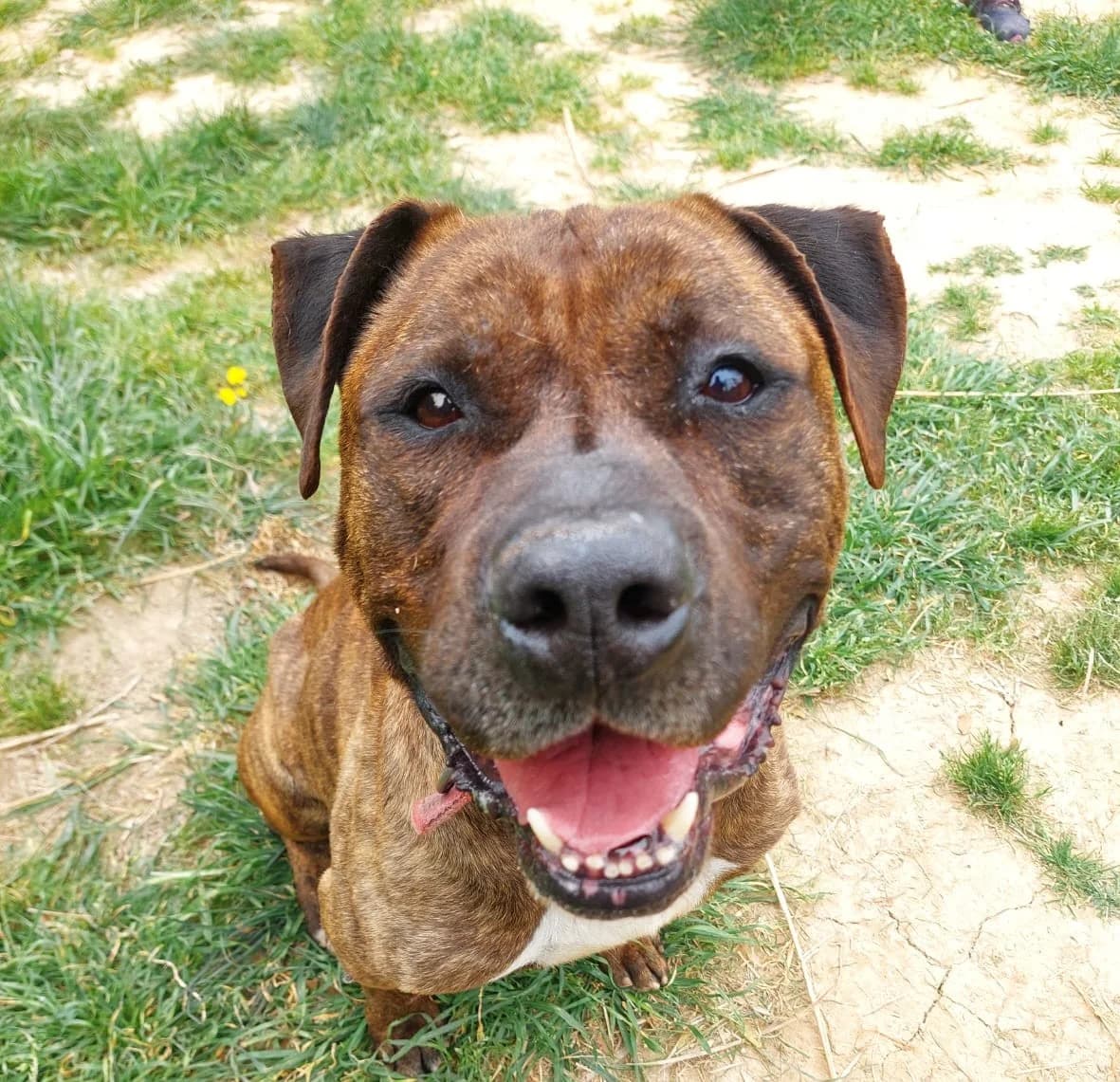 Boyka, Mixed Breed (Protectora d)