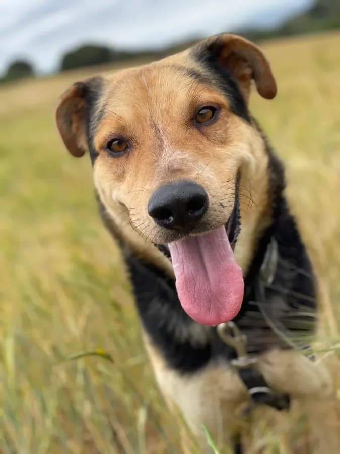 Tico, Mixed Breed (Protectora d)
