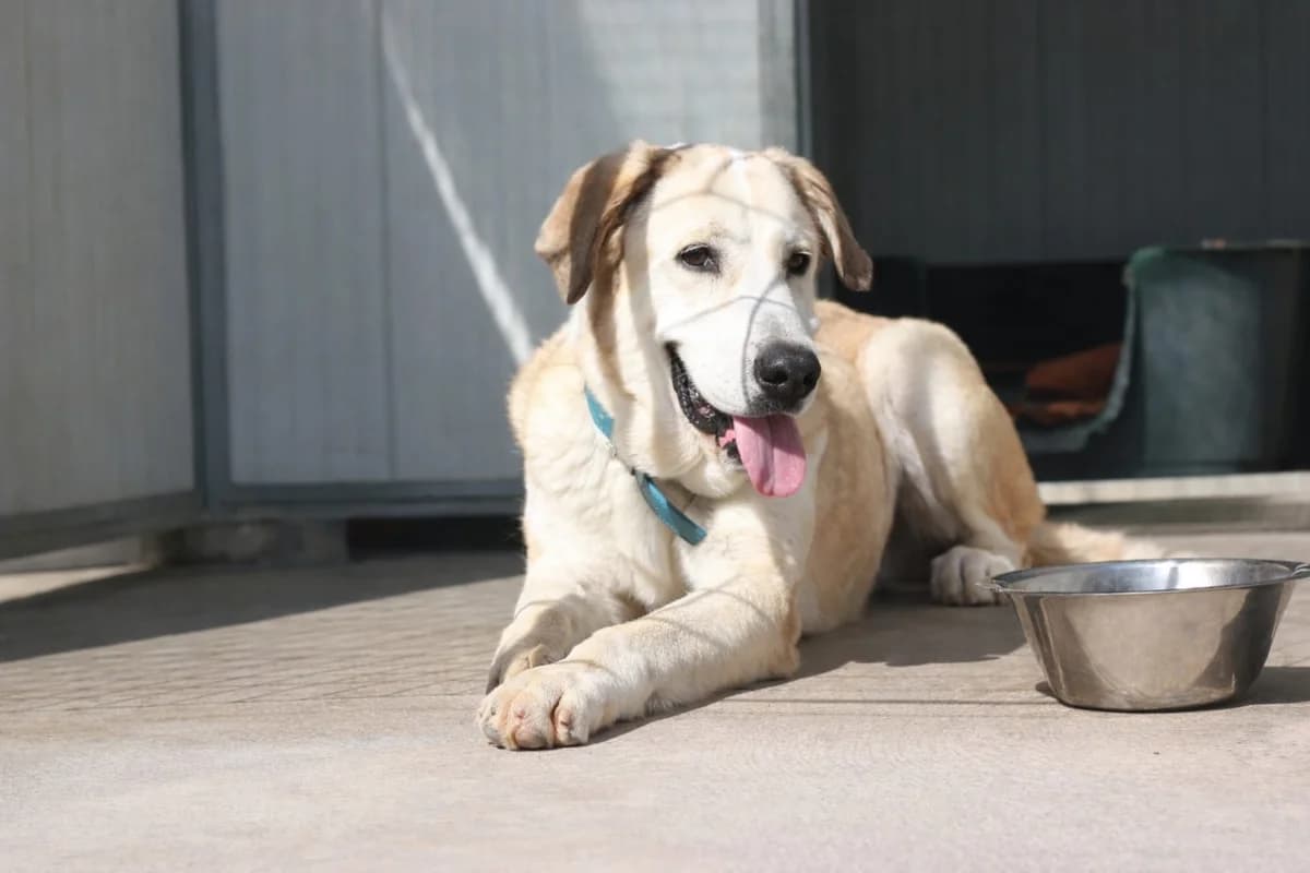 Tino, Mixed Breed (Protectora d)
