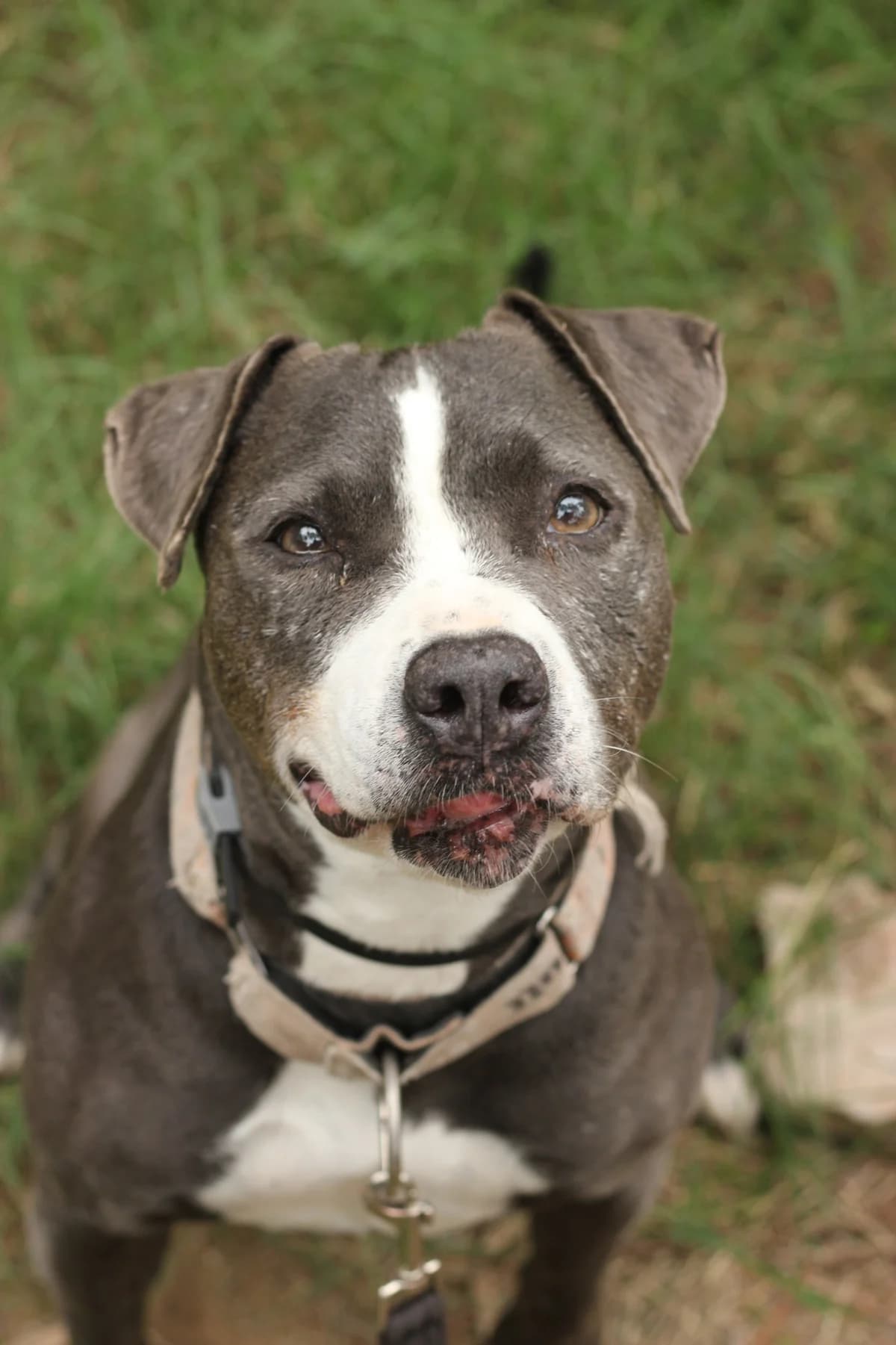 Seven, Mixed Breed (Protectora d)