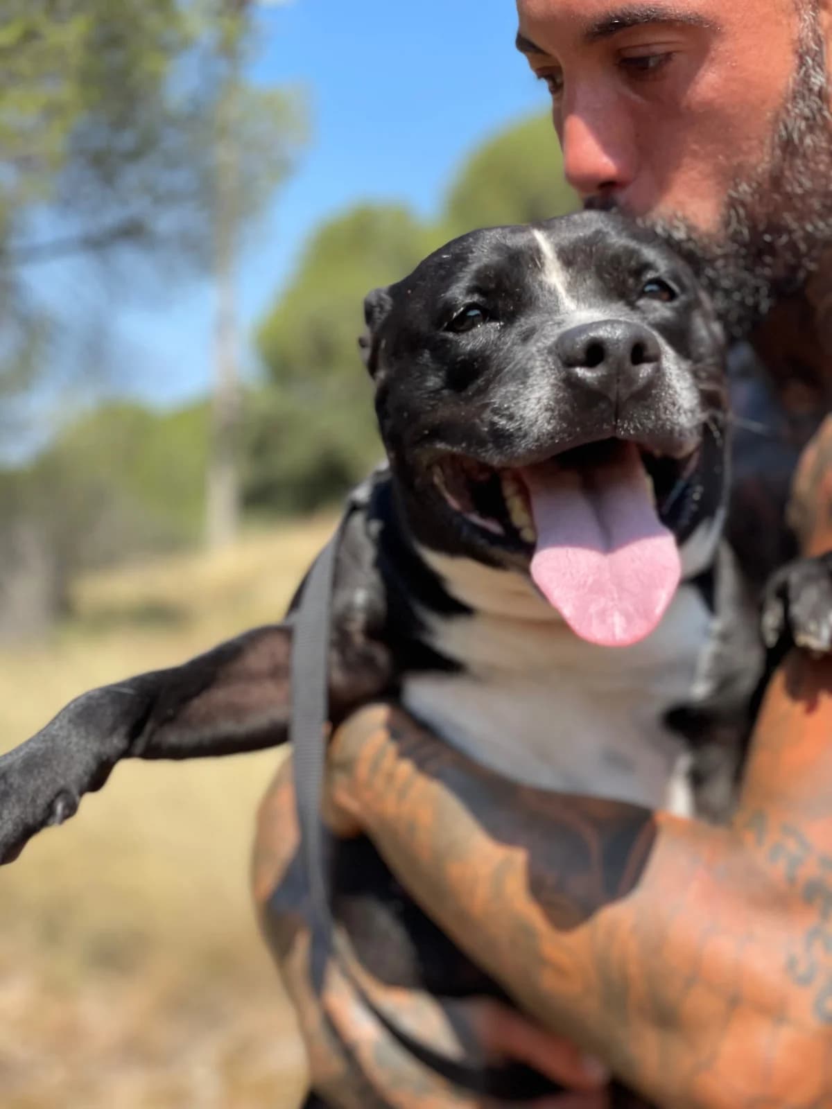 Akira, Mixed Breed (Protectora d)