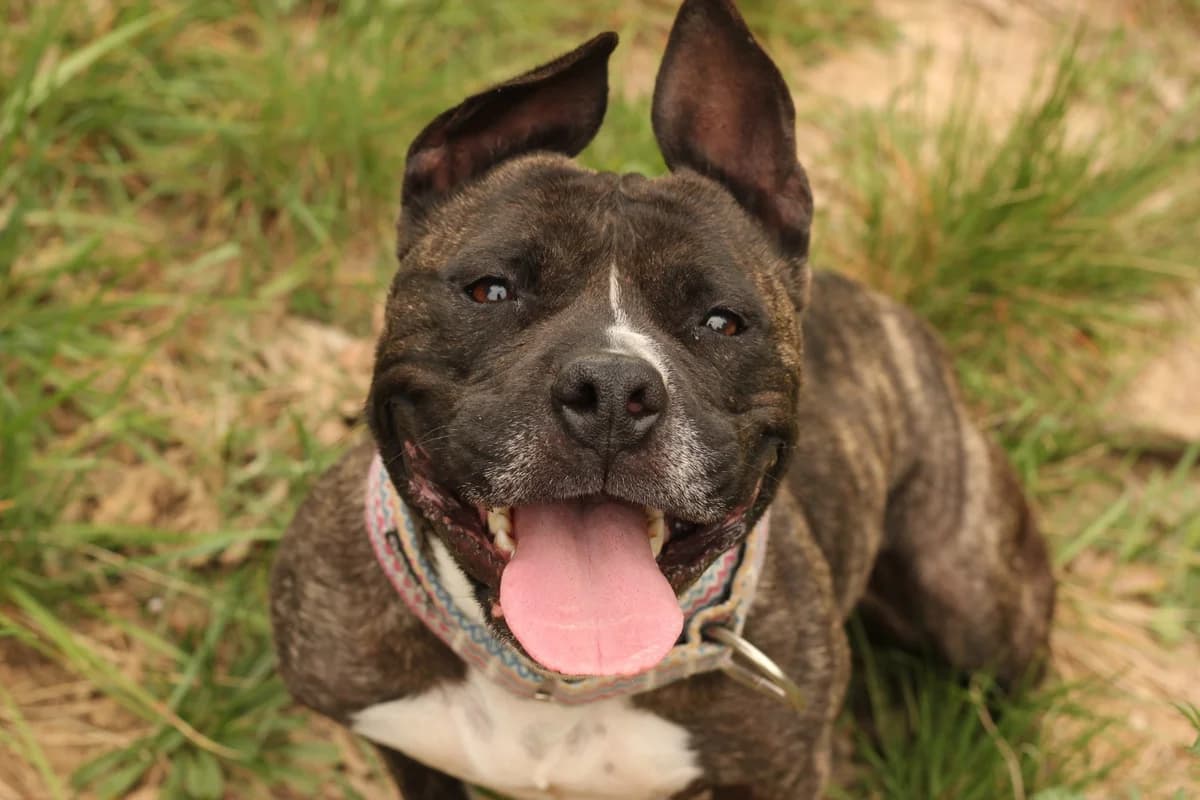 Cima, Mixed Breed (Protectora d)