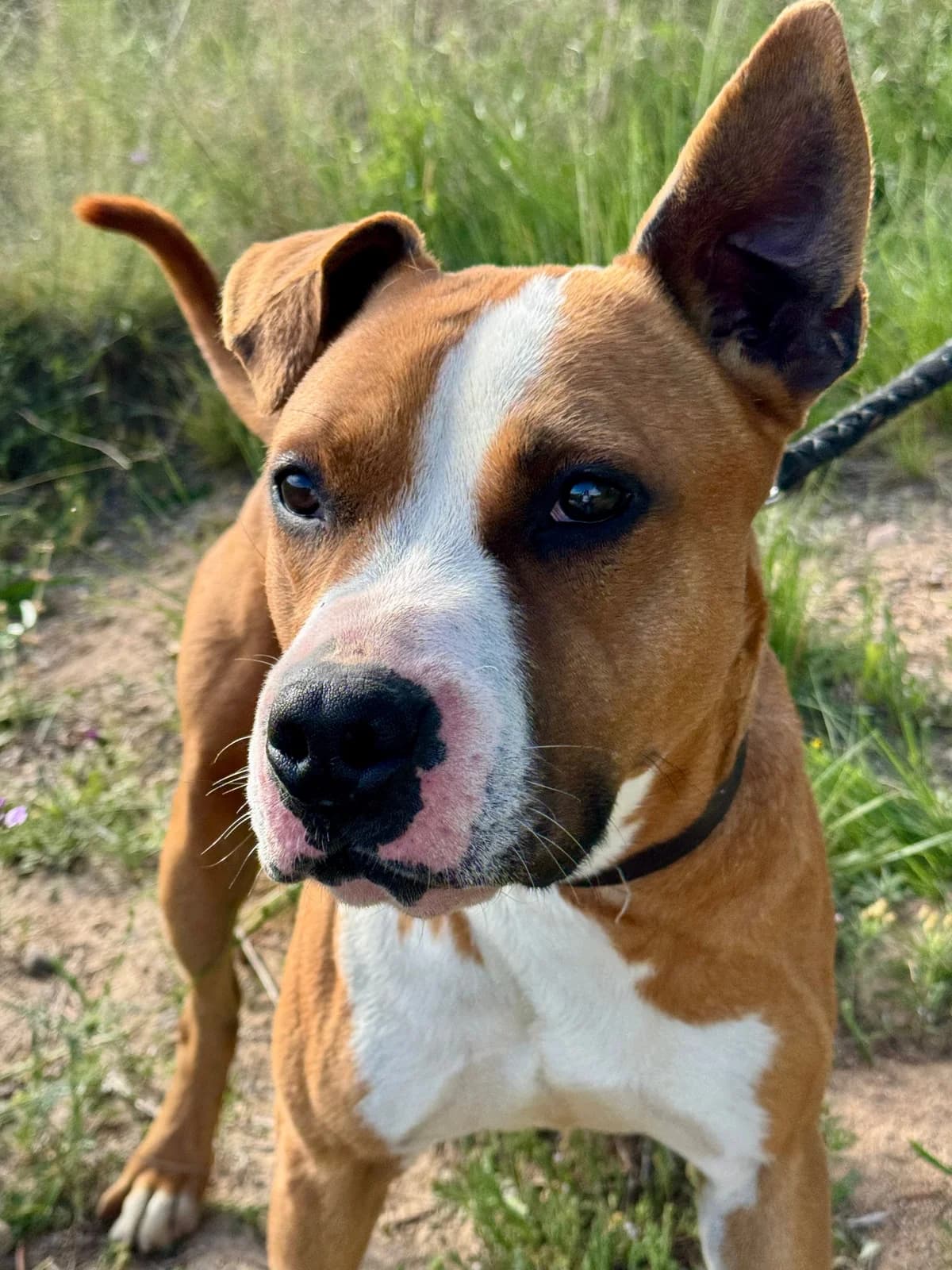 Horus, Mixed Breed (Protectora d)