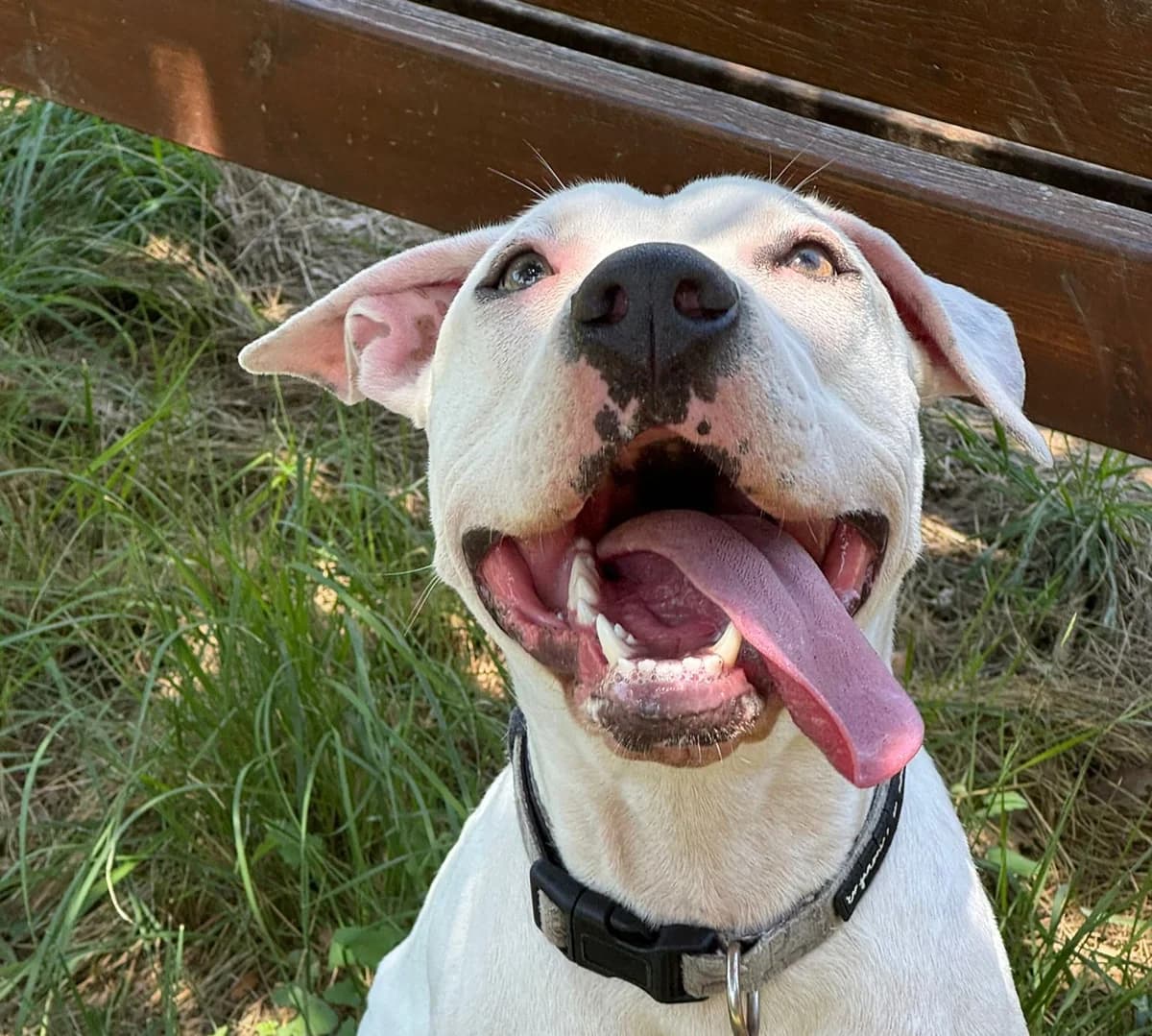 Casandra, Mixed Breed (Protectora d)