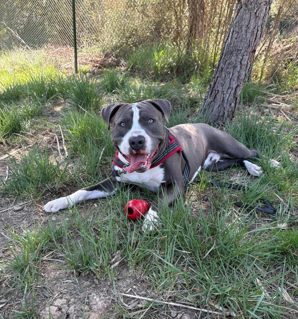 Zeus, Mixed Breed (Protectora d)