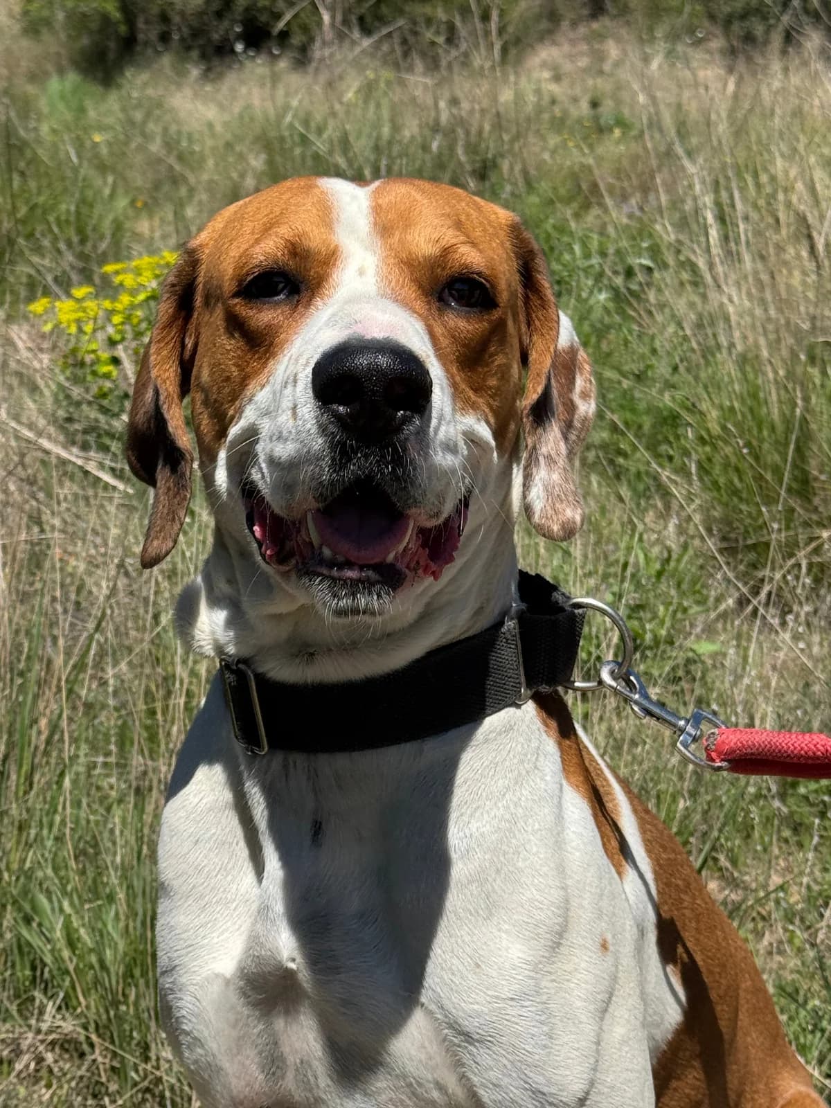 Pogo, Mixed Breed (Protectora d)