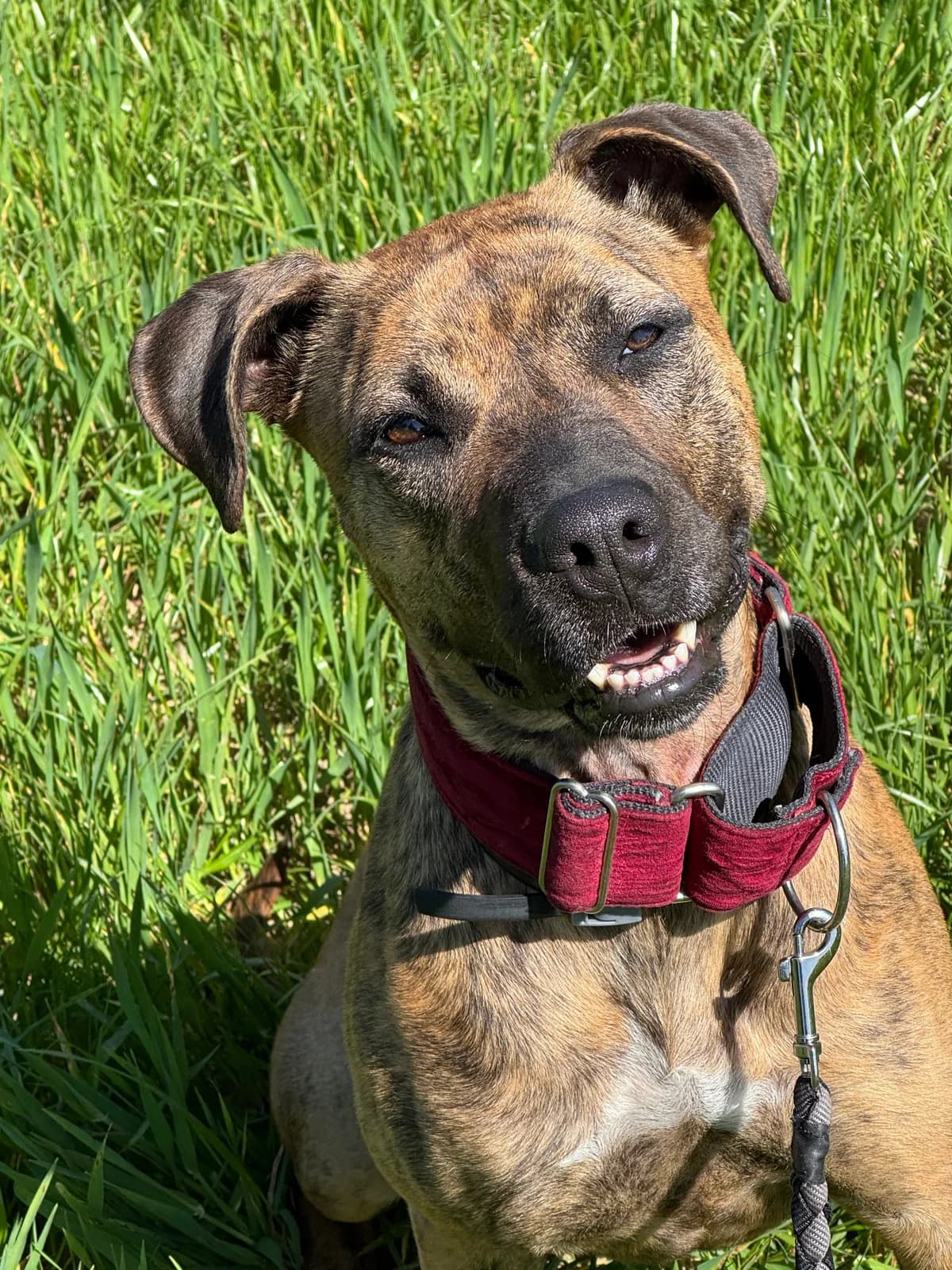 Farha, Mixed Breed (Protectora d)