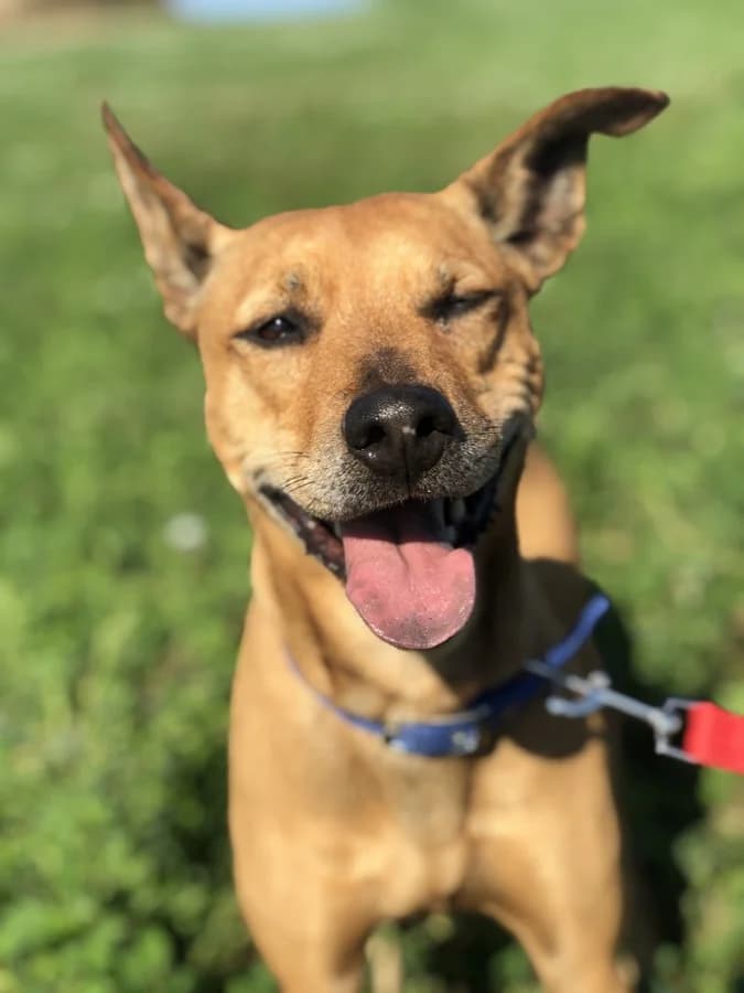 Sonsa, Mixed Breed (Protectora d)