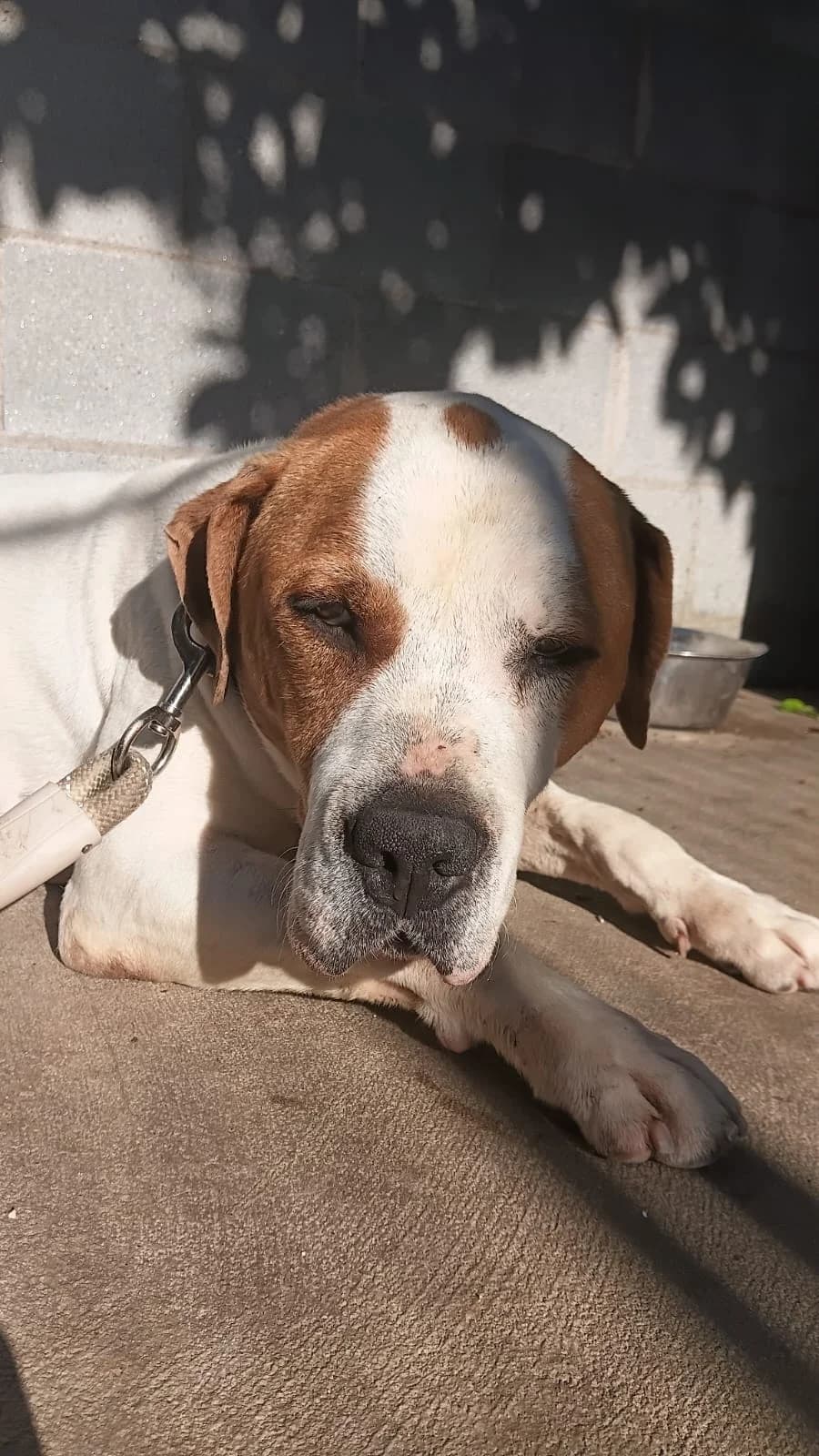 Cooper (cas urgent), Mixed Breed (Protectora d)