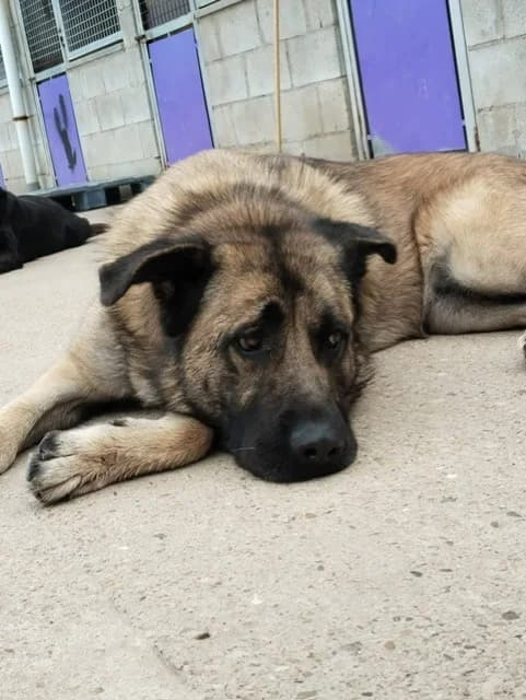 KIA, female mixed breed for adoption at Protectora León