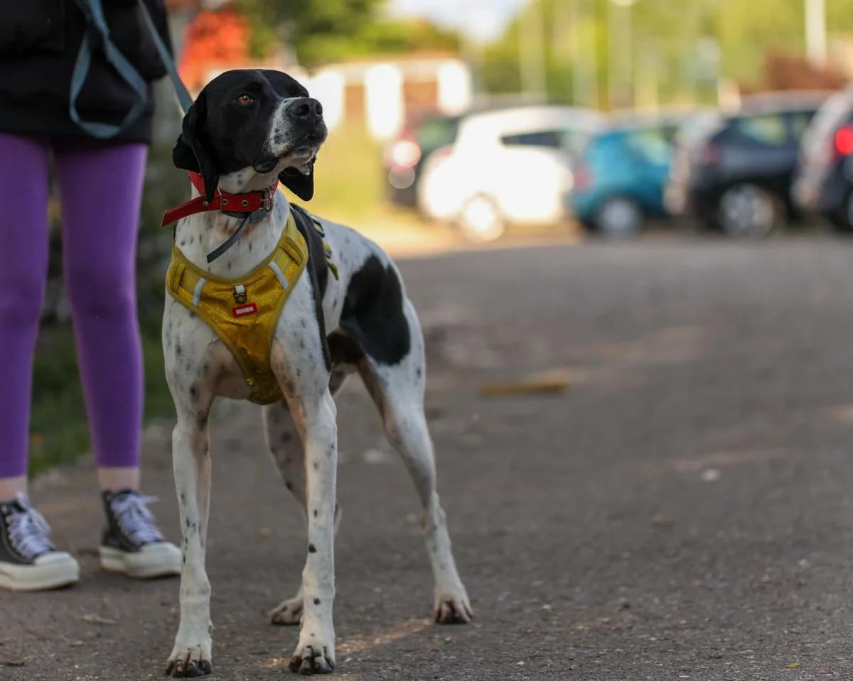 CLAP, male Pointer for adoption at Protectora León