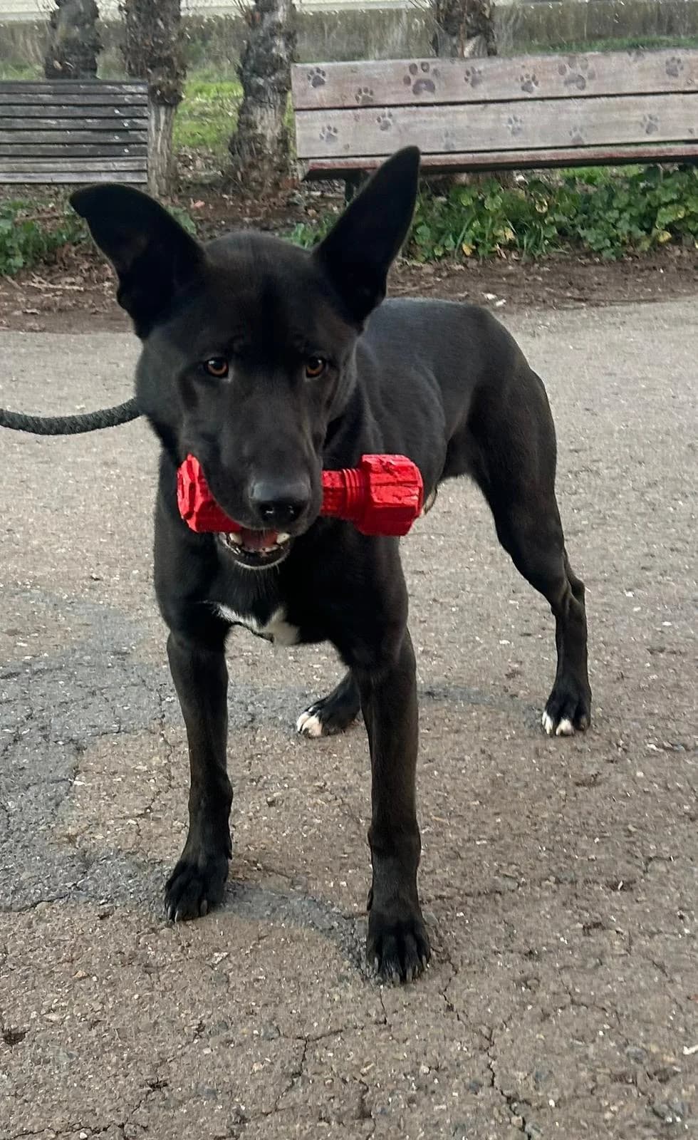 BRUCE, male Mixed Breed for adoption at Protectora León