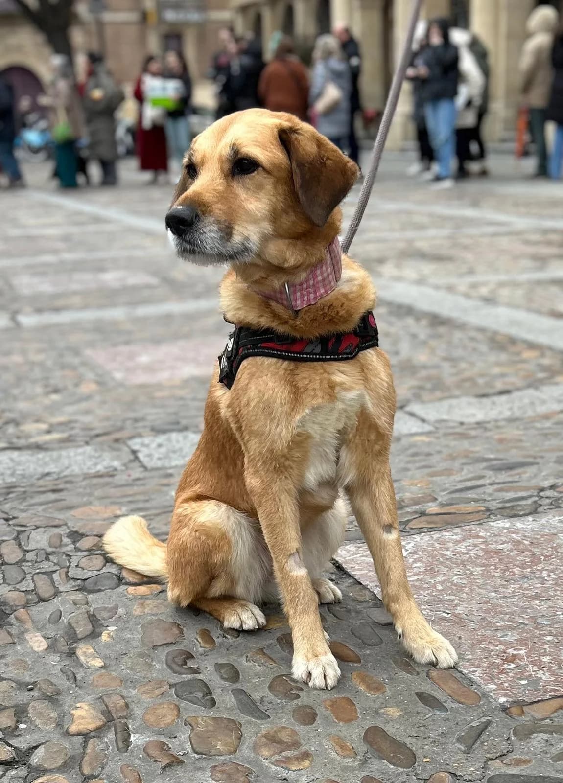 DORA, female Mixed Breed for adoption at Protectora León