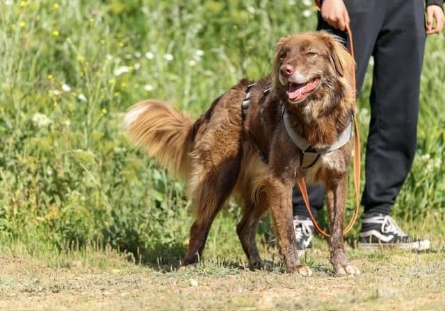DASHER, male mixed breed for adoption at Protectora León