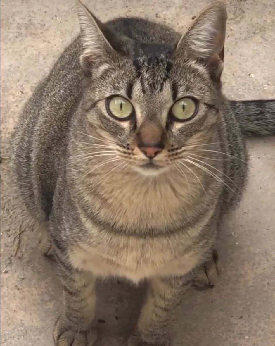 BLOODYMARY, female mixed breed for adoption at Protectora León