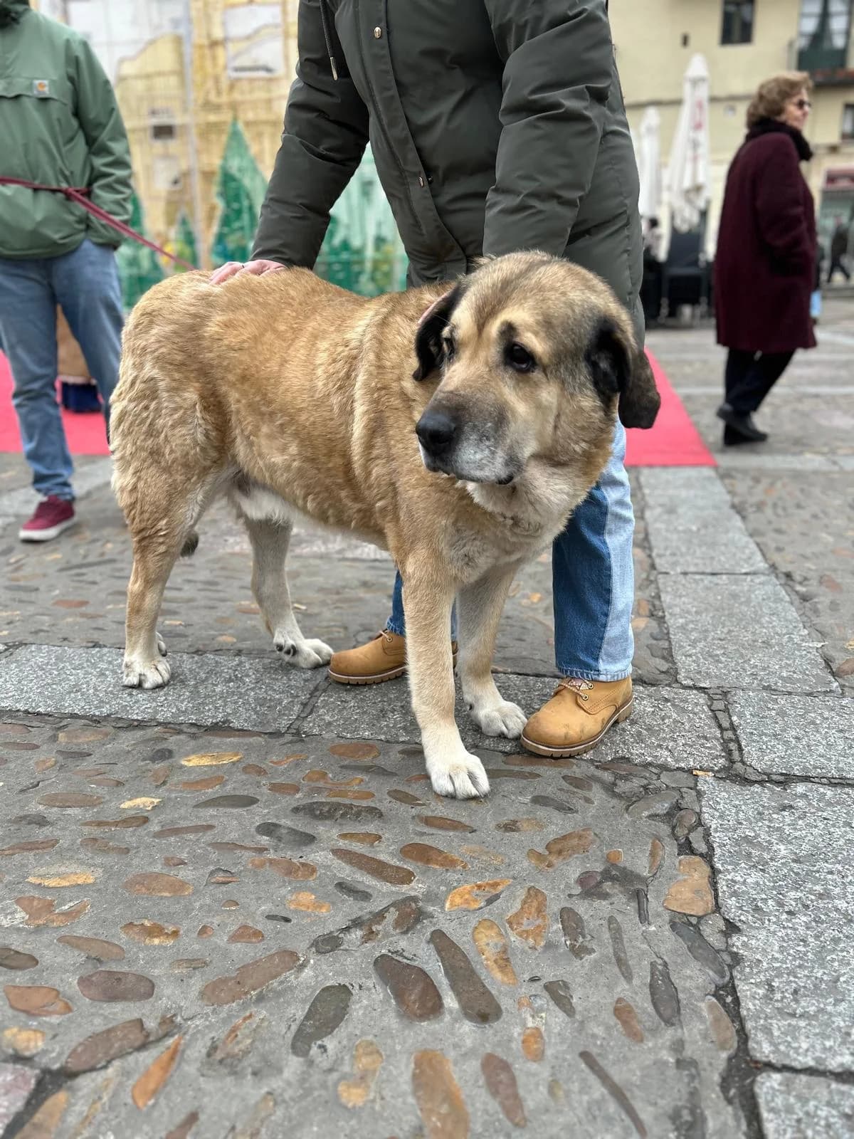 ESTERODO, male mixed breed for adoption at Protectora León