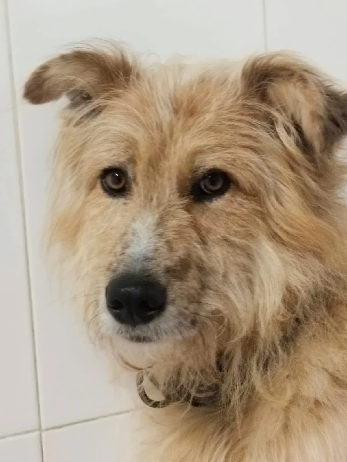 DRACO, male Mixed Breed for adoption at Protectora León