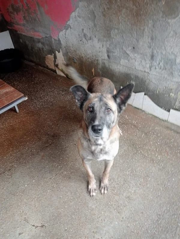 Afrodita, Mixed Breed (Protectora de Lugo)