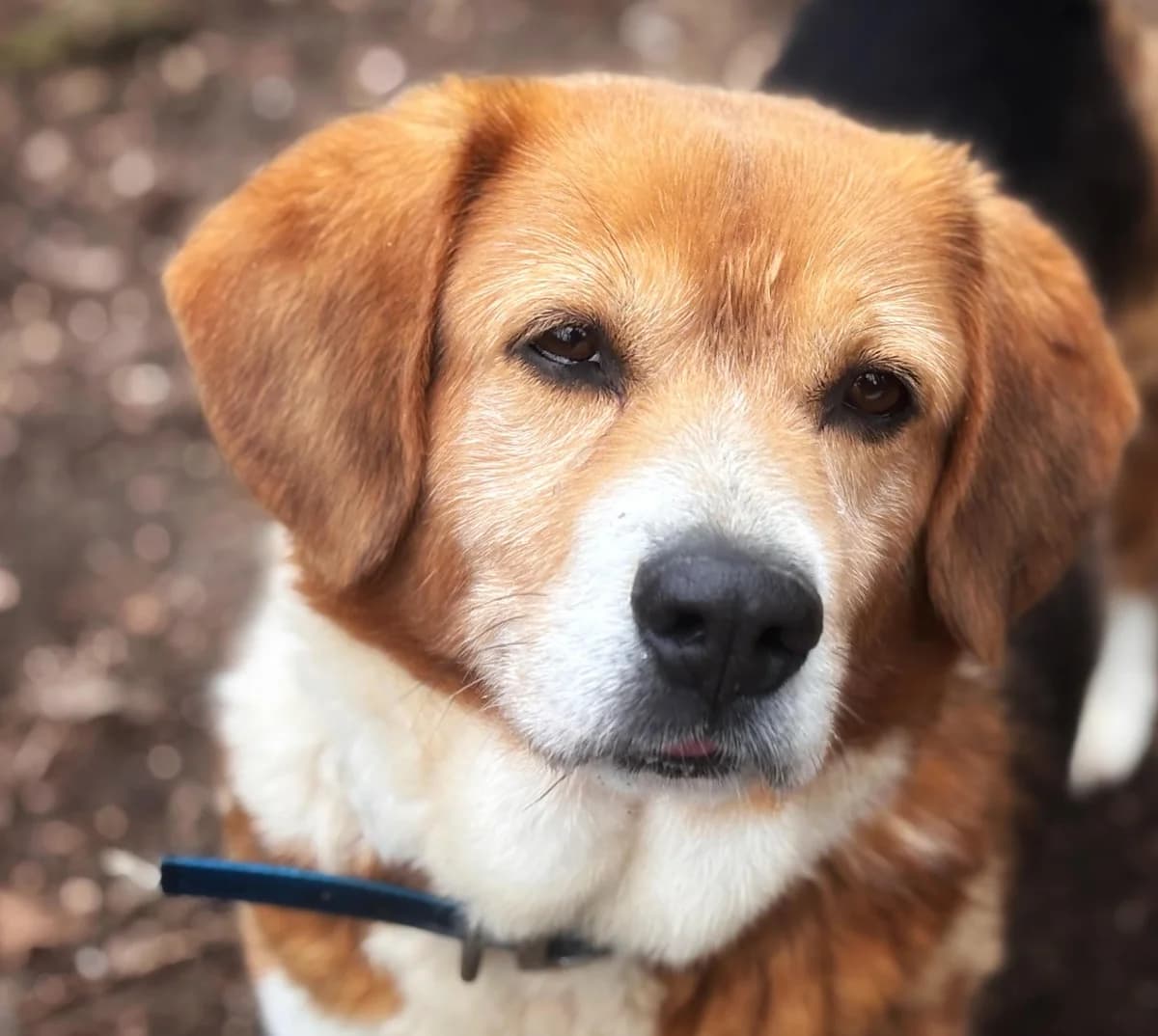 Albón,  Mixed Breed for adoption at Protectora de Lugo
