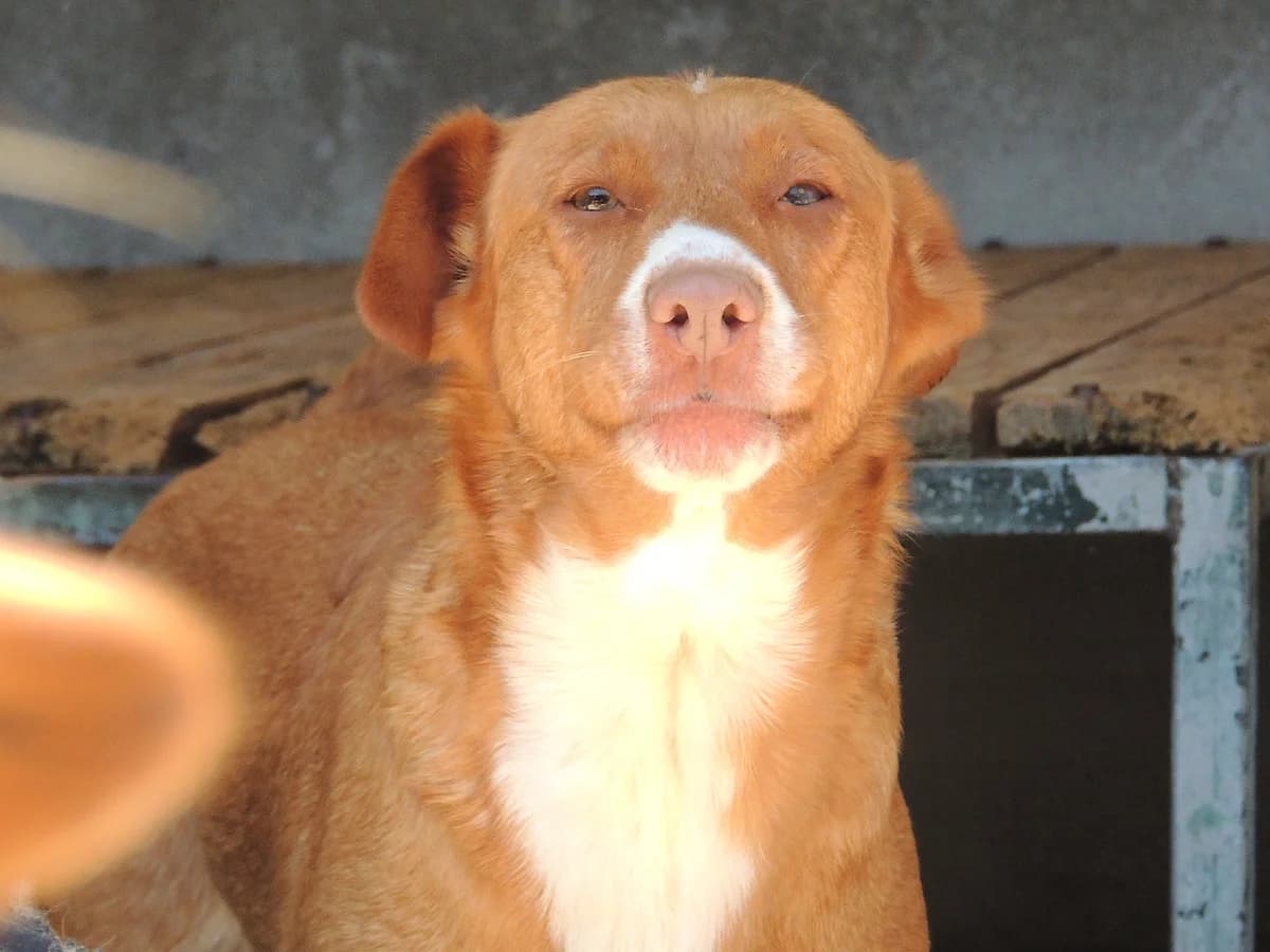 Almada, Mixed Breed (Protectora de Lugo)