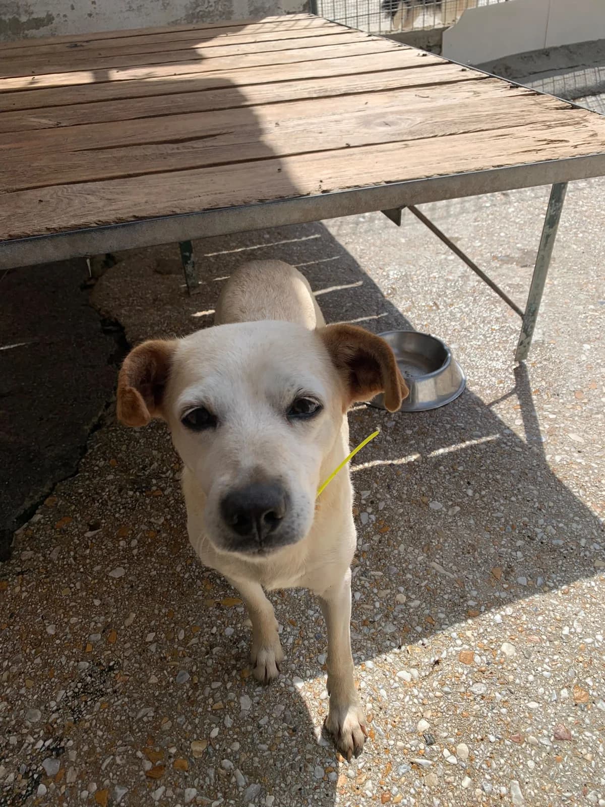 AMADORA,  Mixed Breed for adoption at Protectora de Lugo