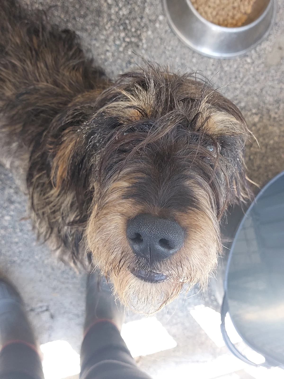 Apolo,  Mixed Breed for adoption at Protectora de Lugo