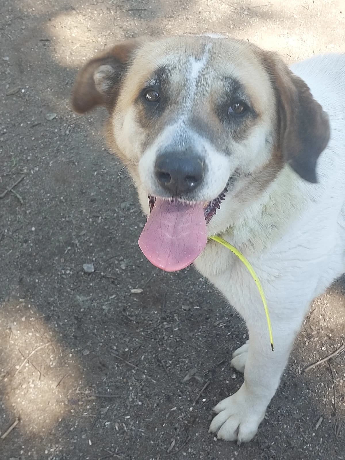 AURORA, Mixed Breed (Protectora de Lugo)