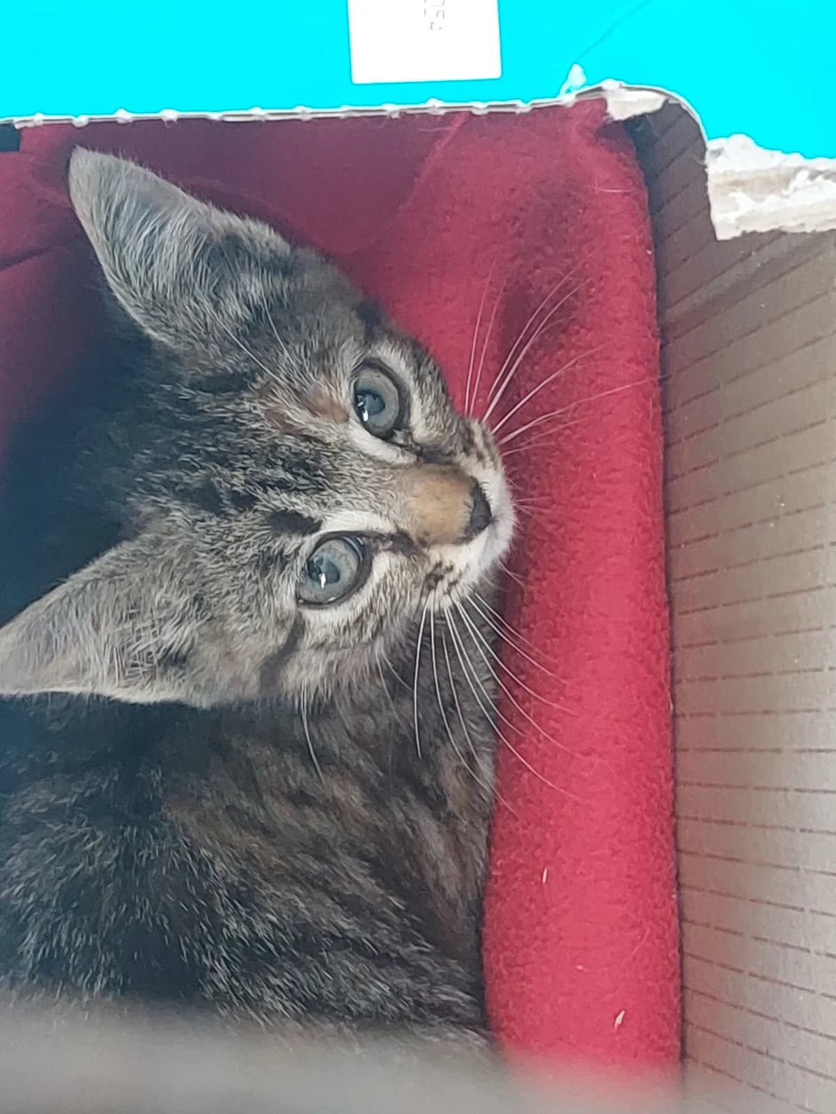 BALBINA,  Mixed Breed for adoption at Protectora de Lugo