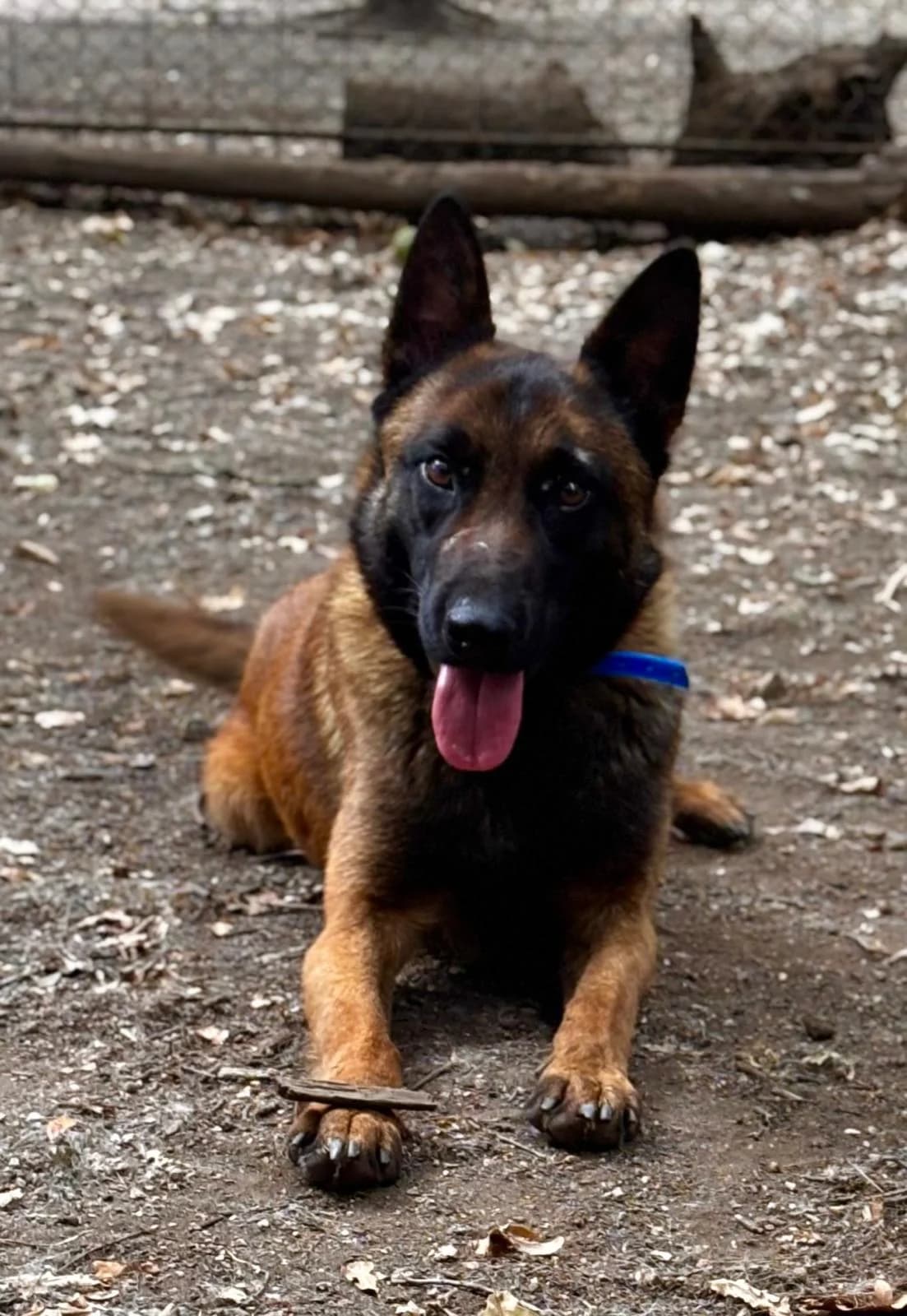 BOL,  Mixed Breed for adoption at Protectora de Lugo