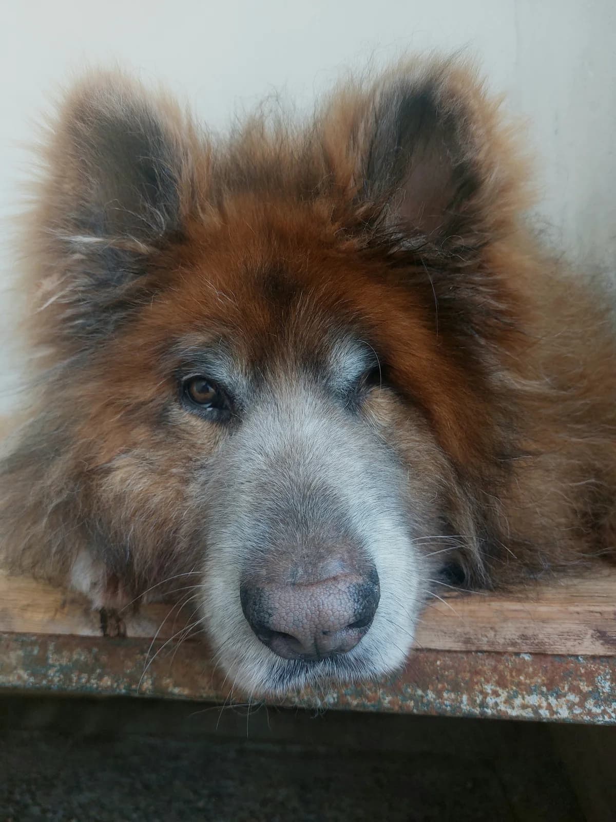 Bolero, Mixed Breed (Protectora de Lugo)