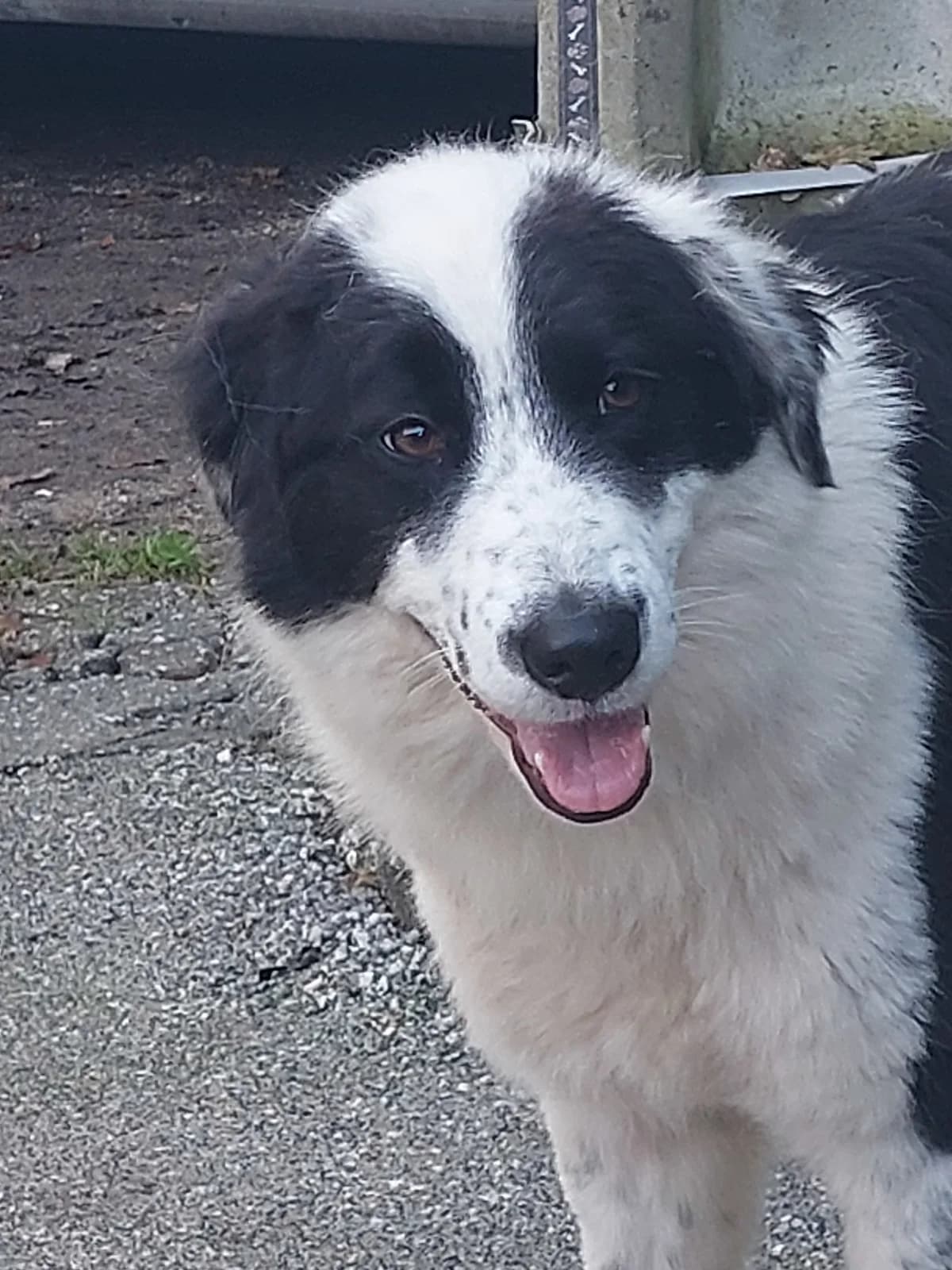 BOYKA,  Mixed Breed for adoption at Protectora de Lugo