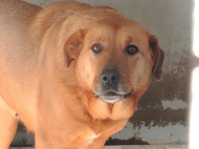 Brea, Mixed Breed (Protectora de Lugo)