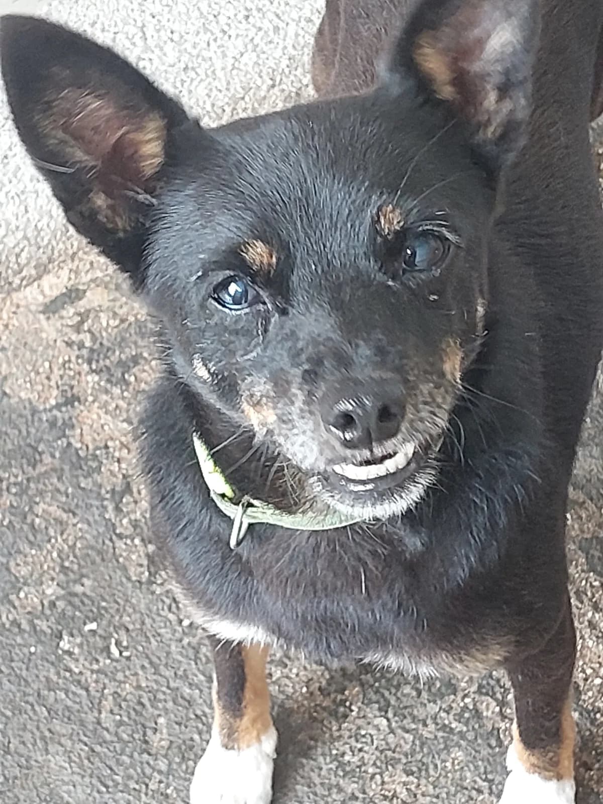 Cactus,  Mixed Breed for adoption at Protectora de Lugo
