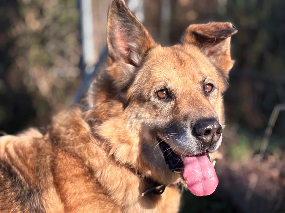CANSADO,  Mixed Breed for adoption at Protectora de Lugo