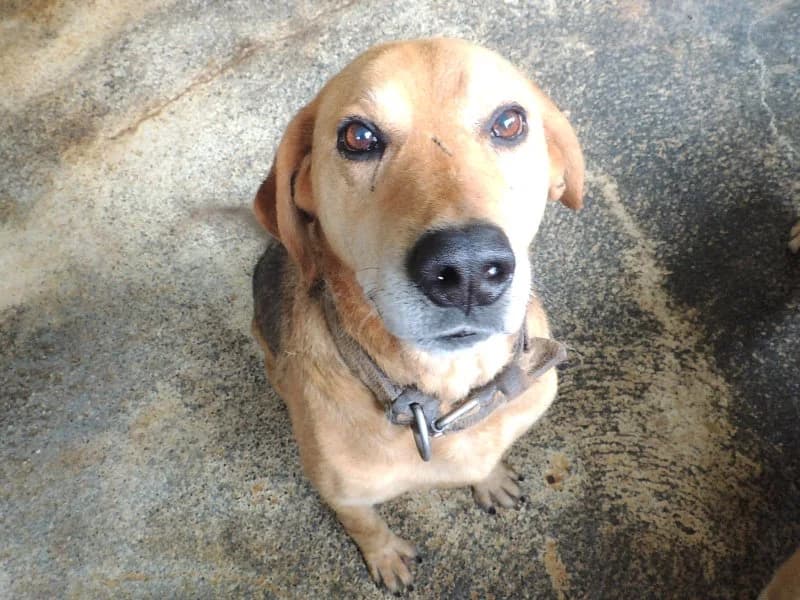 Catalán, Mixed Breed (Protectora de Lugo)